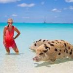 Острів свиней – атракціон для туристів