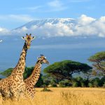 Цікаві факти про чарівну Кенію